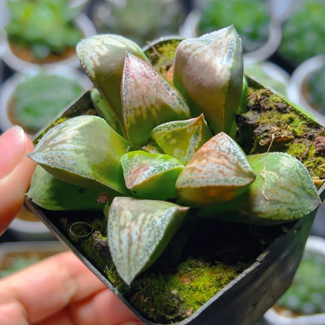 铜雀台玉露多肉植物1