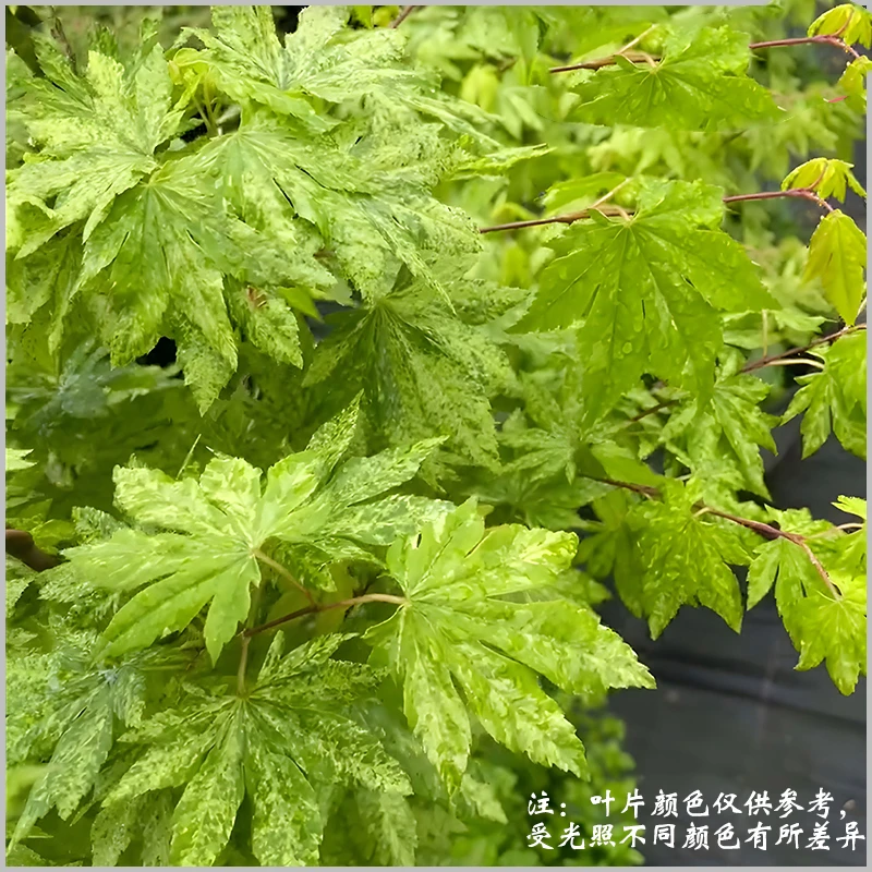 58流泉枫树精灵蕾丝奶油桃子羽毛歌姬花缠泰勒约旦女神基地直发