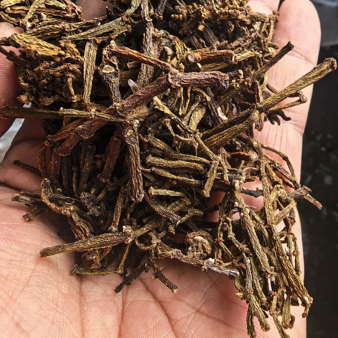 云南景迈山古茶树螃蟹脚8年陈春料碎料