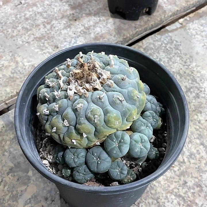 2号草球。