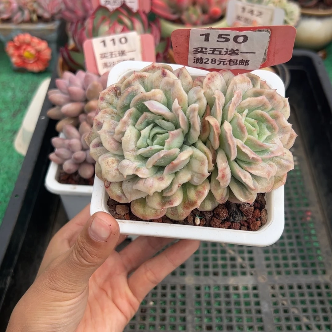 表妹精品多肉植物150.