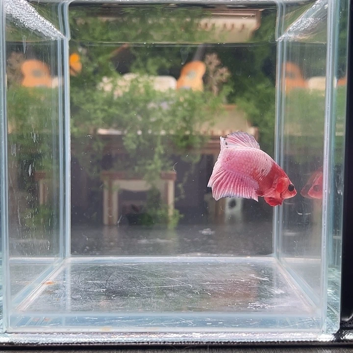 斗鱼活体不退不换谢谢