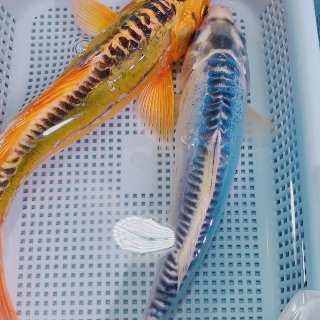 锦鲤锦鲤冷水观赏鱼