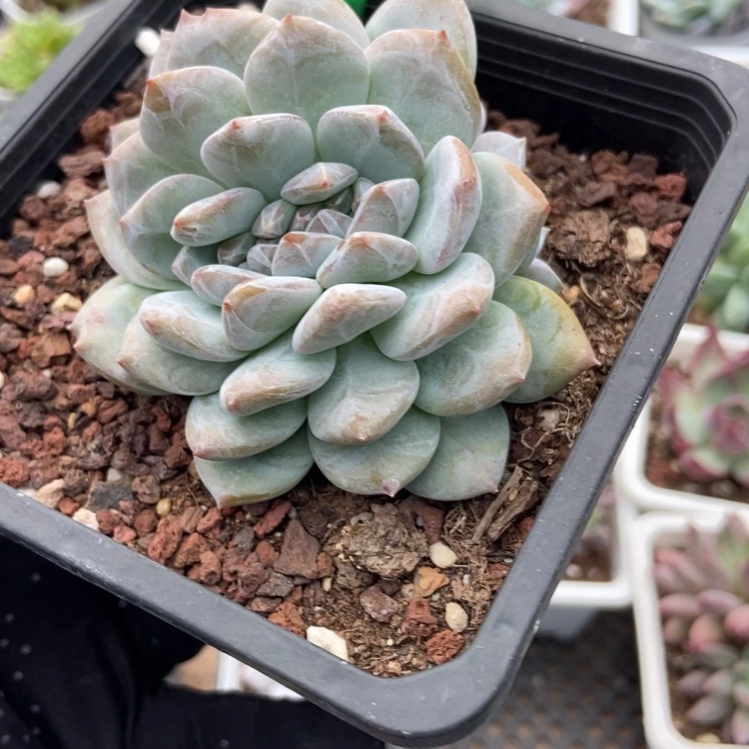 1657橙子缀多肉植物
