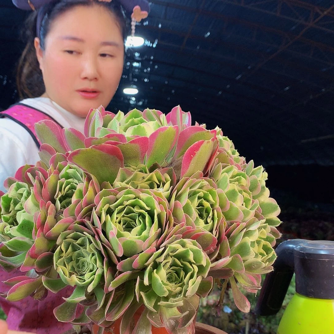 无花朵柒哥多肉法师不包侧断枝61