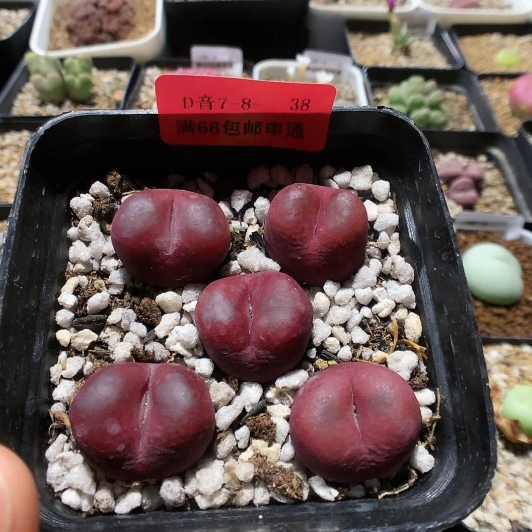 【闪购商品】7-8-38 毛1盆 30