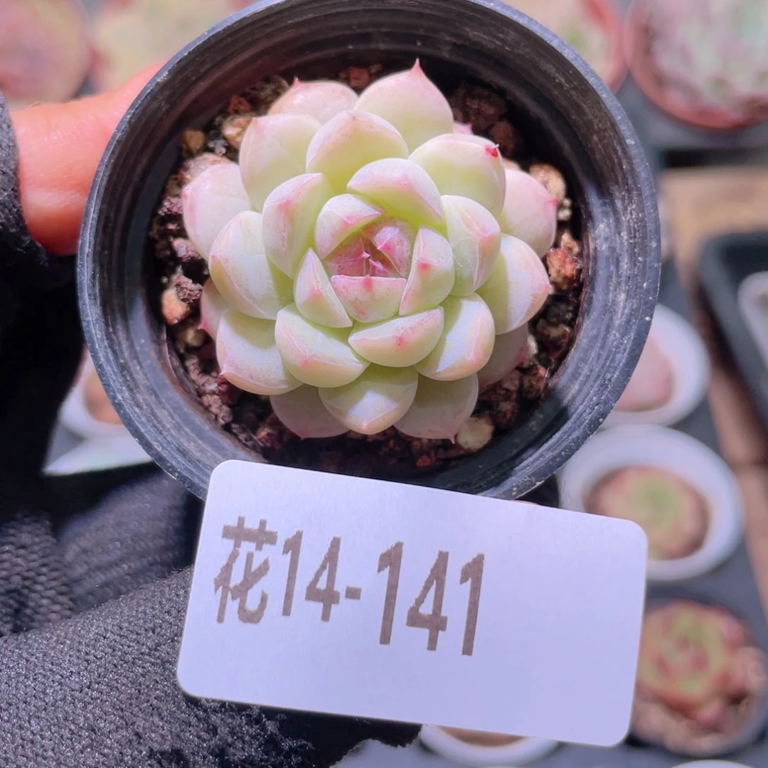 花利美14-141女王