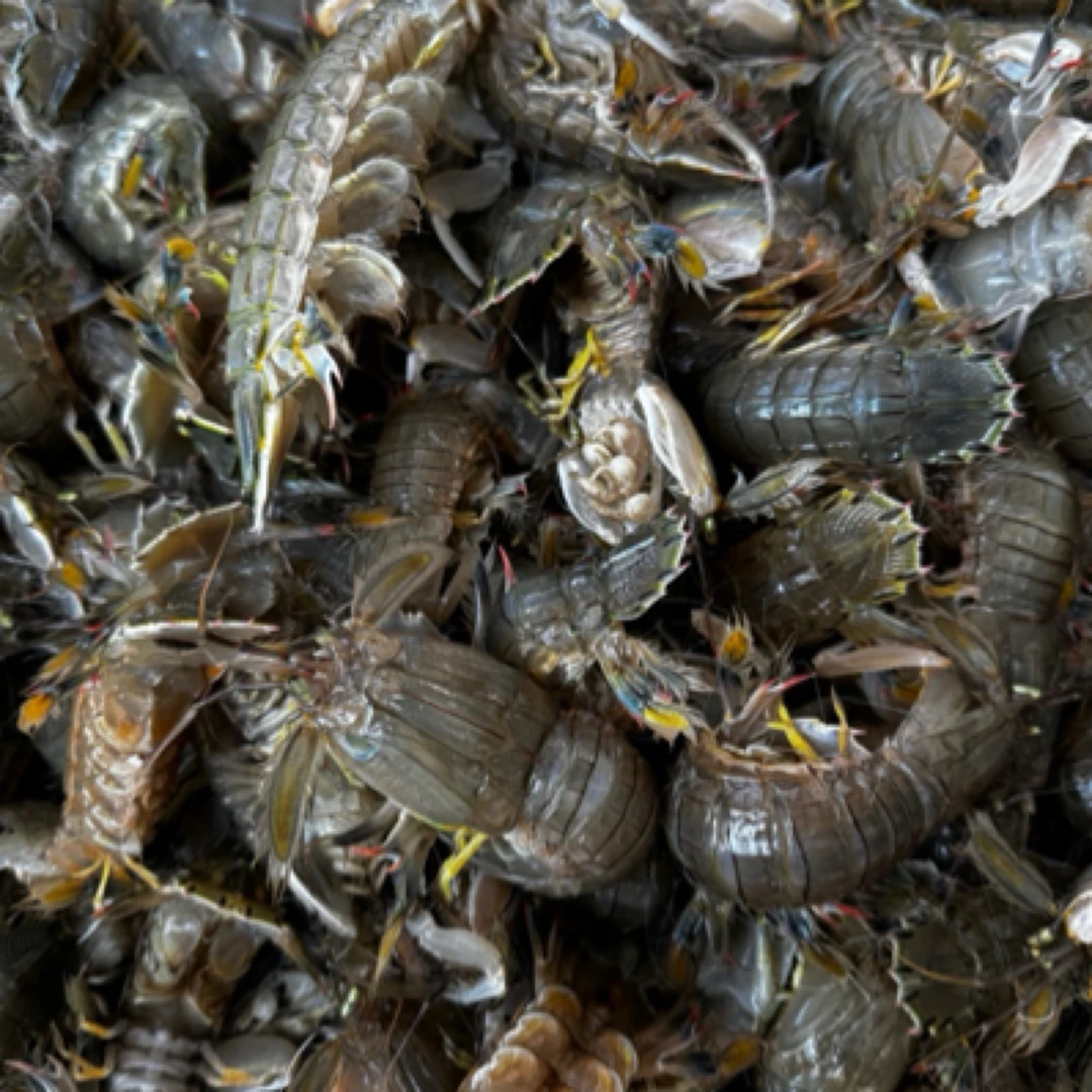 东港大公虾爬子、皮皮虾【保鲜不保活、5%~10%吐水率介意勿拍】