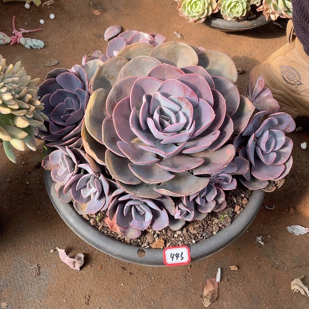 443尘埃玫瑰 一物一拍多肉