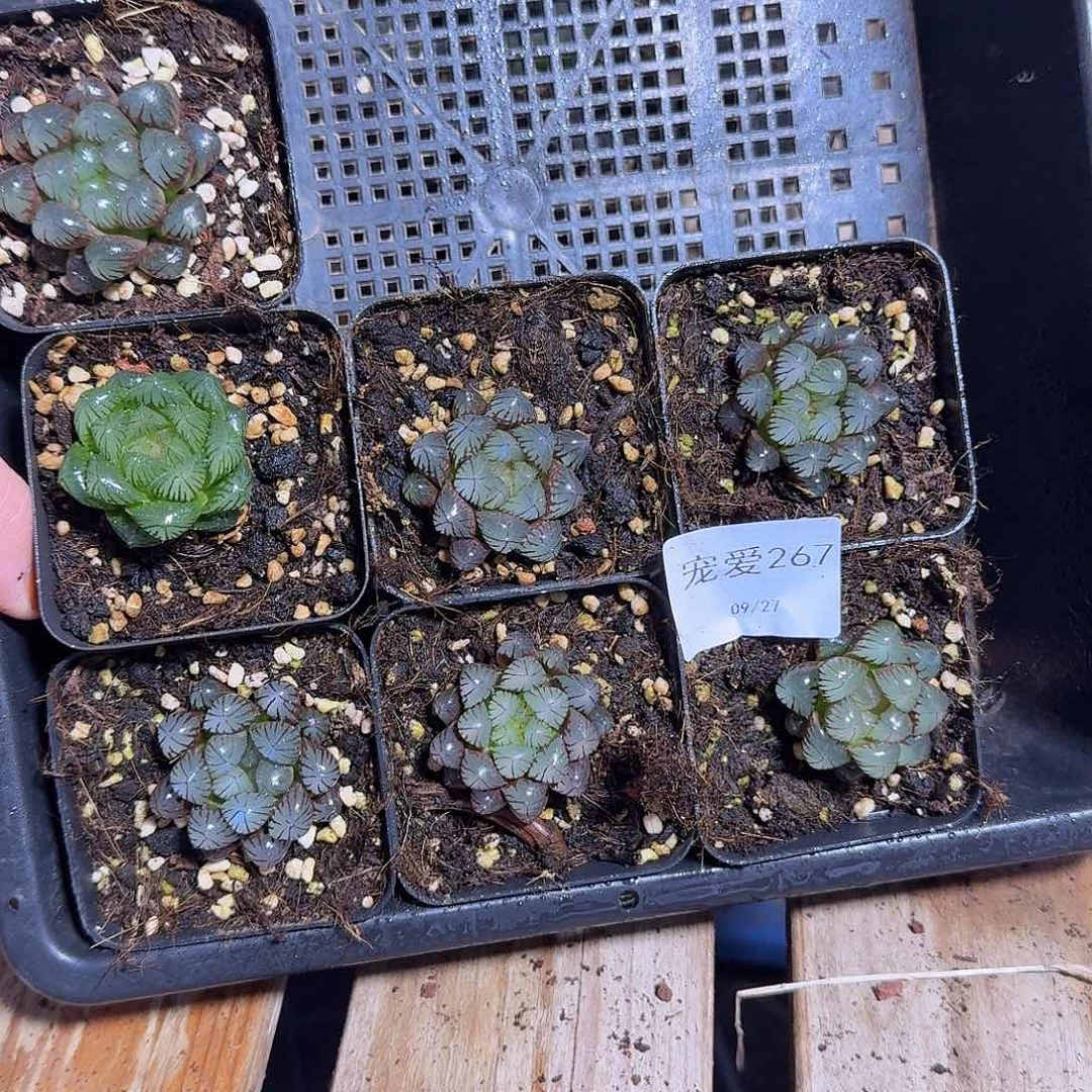 直播福利一物一拍267