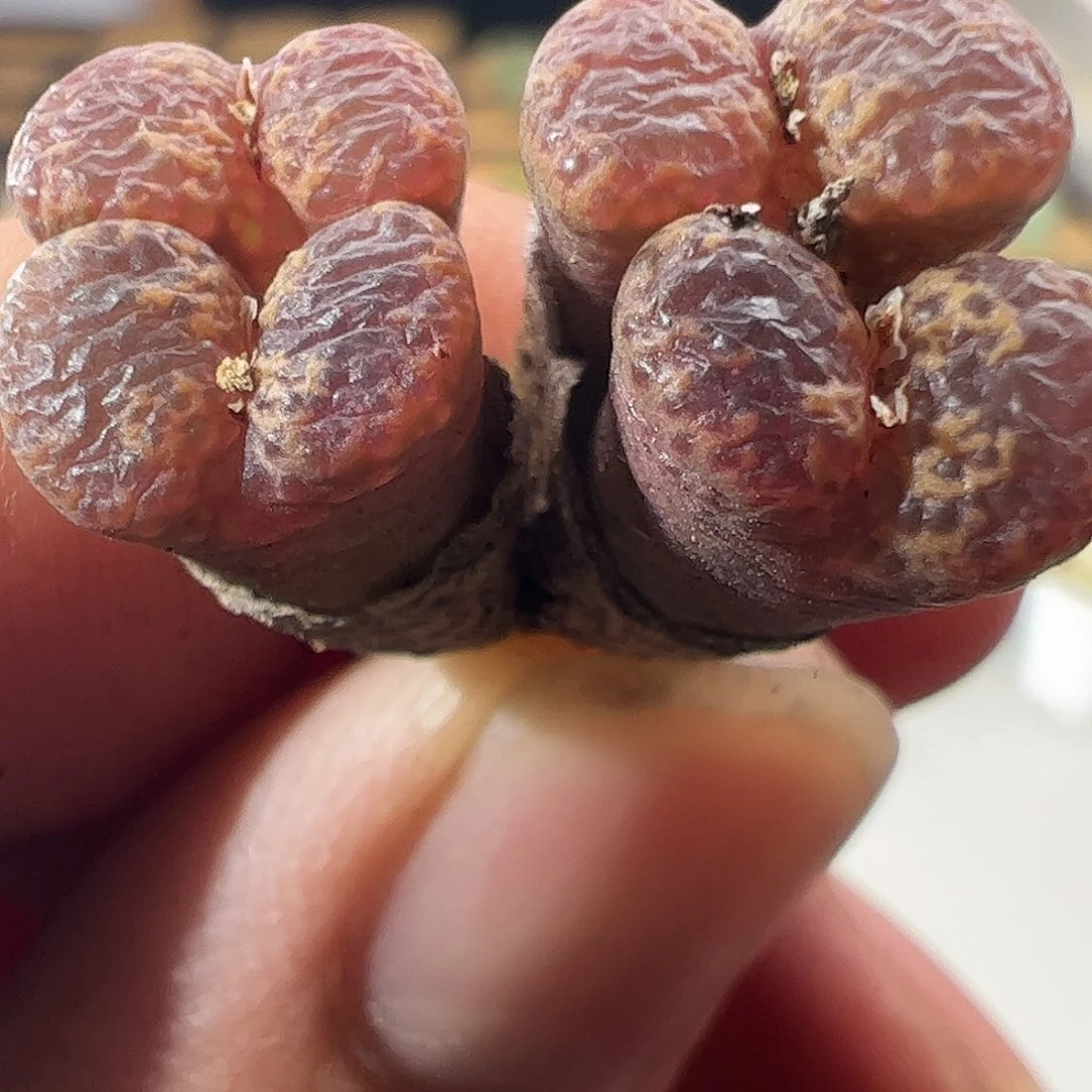 一物一拍。       498