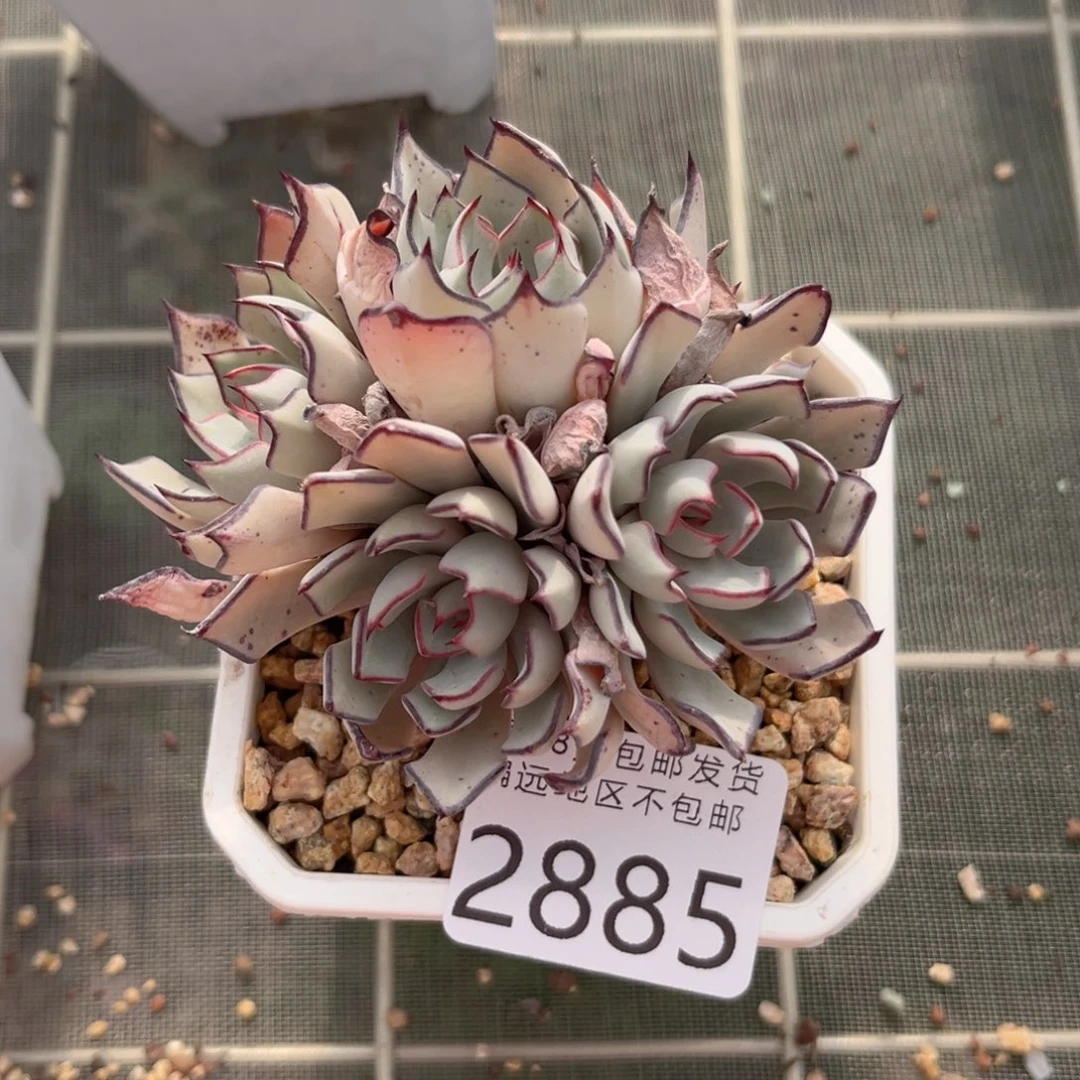 金*大2885；g c g g g g g g v h