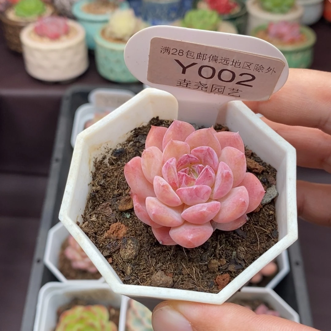 0002 不知名 4cm