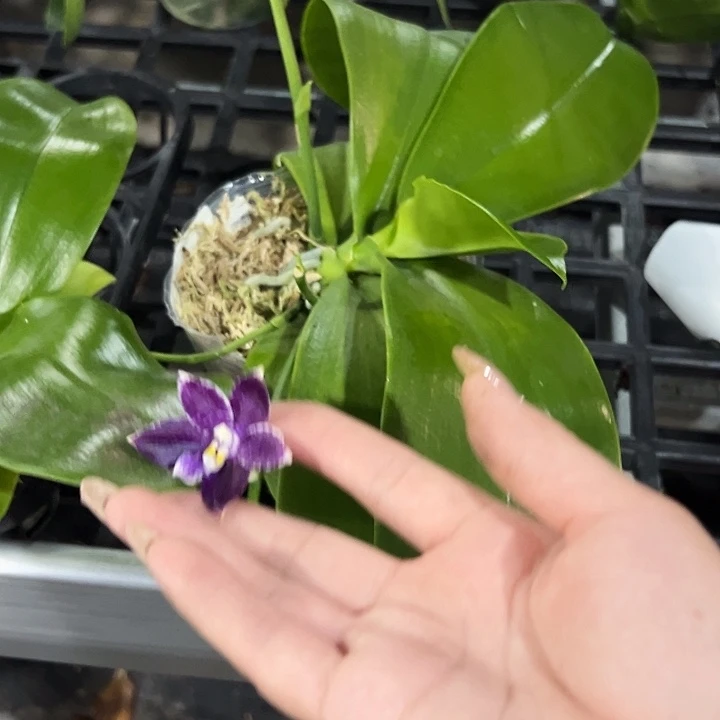 幸***运大部分花苞少量开放3.8柳林3585升杯寄养