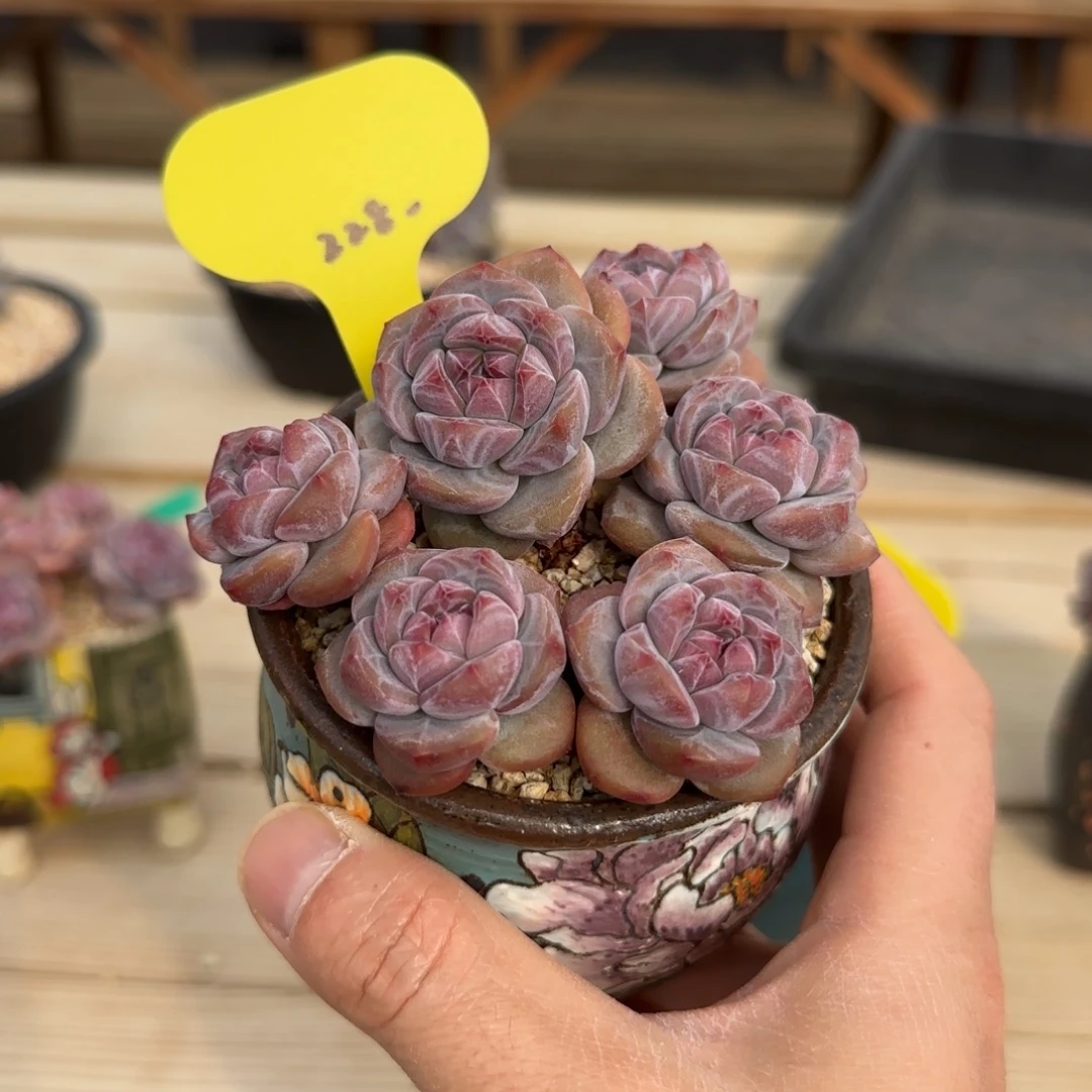 小***胖小胖突尼斯发货多肉