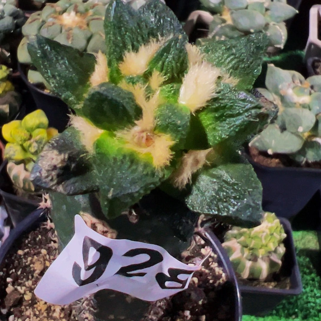 金***月无花朵福利短尤龙角牡丹928