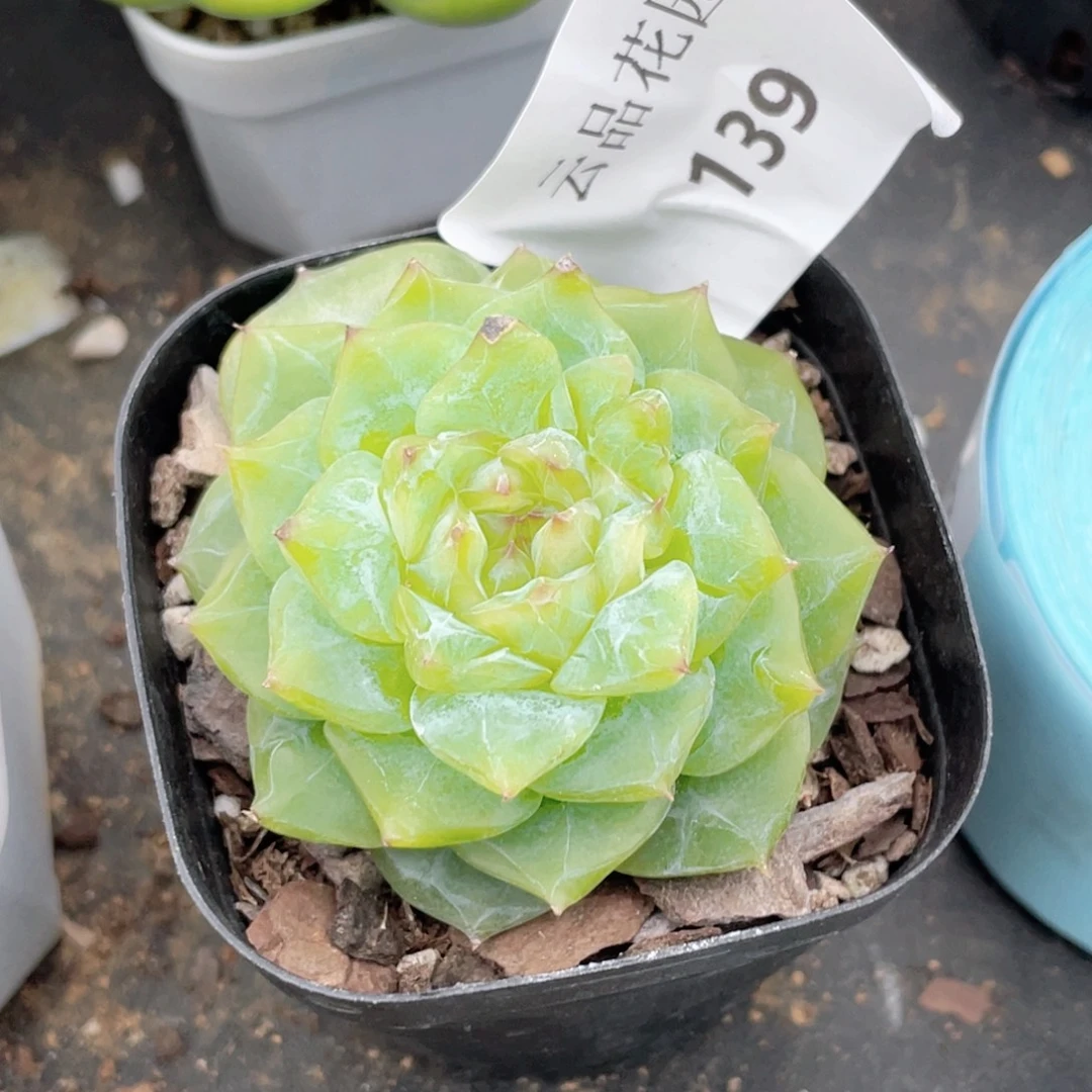 139号糖心冰心珍妮 福