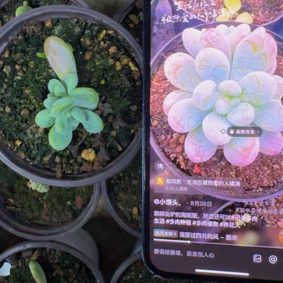 海妮亚 叶插 一物一拍
