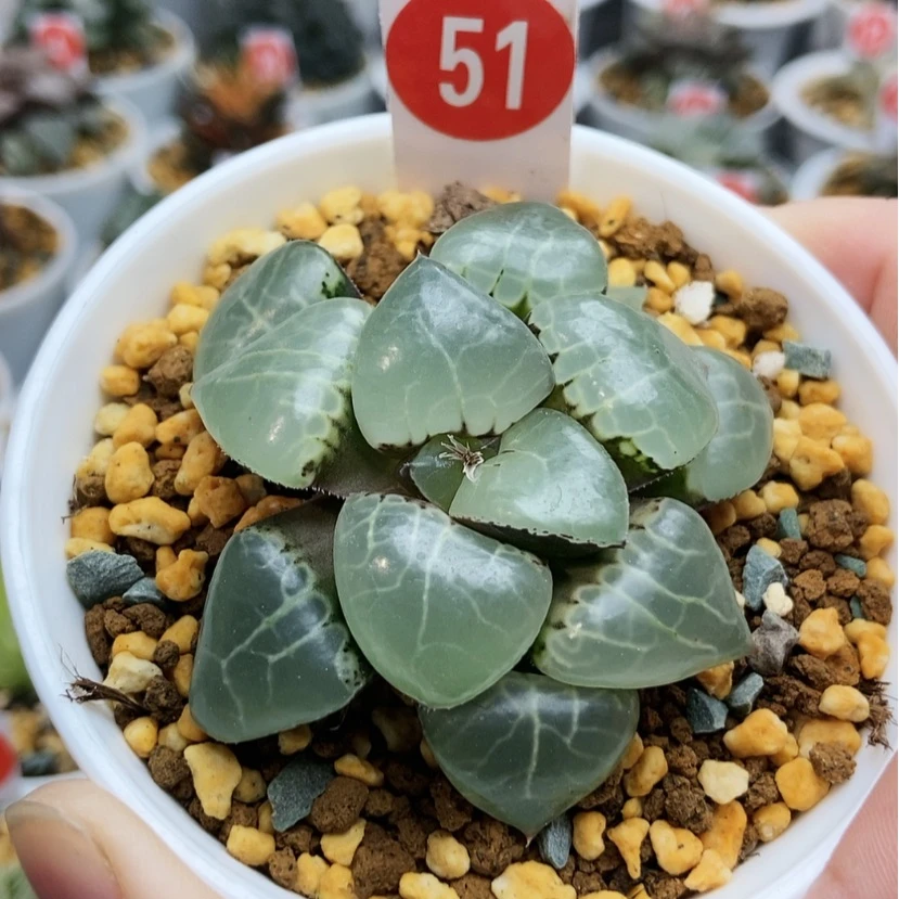 【闪购商品】51月光女神