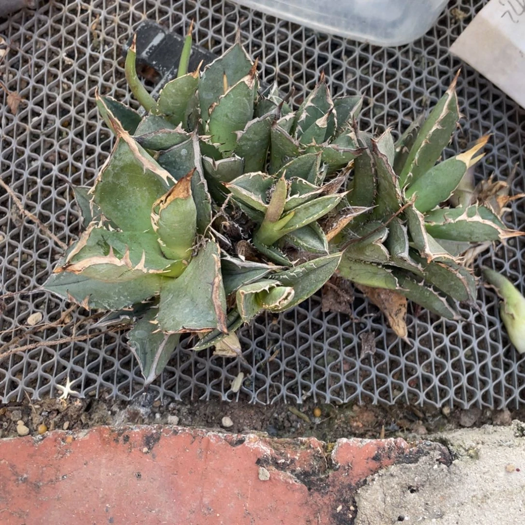 无花朵群生龙舌兰111