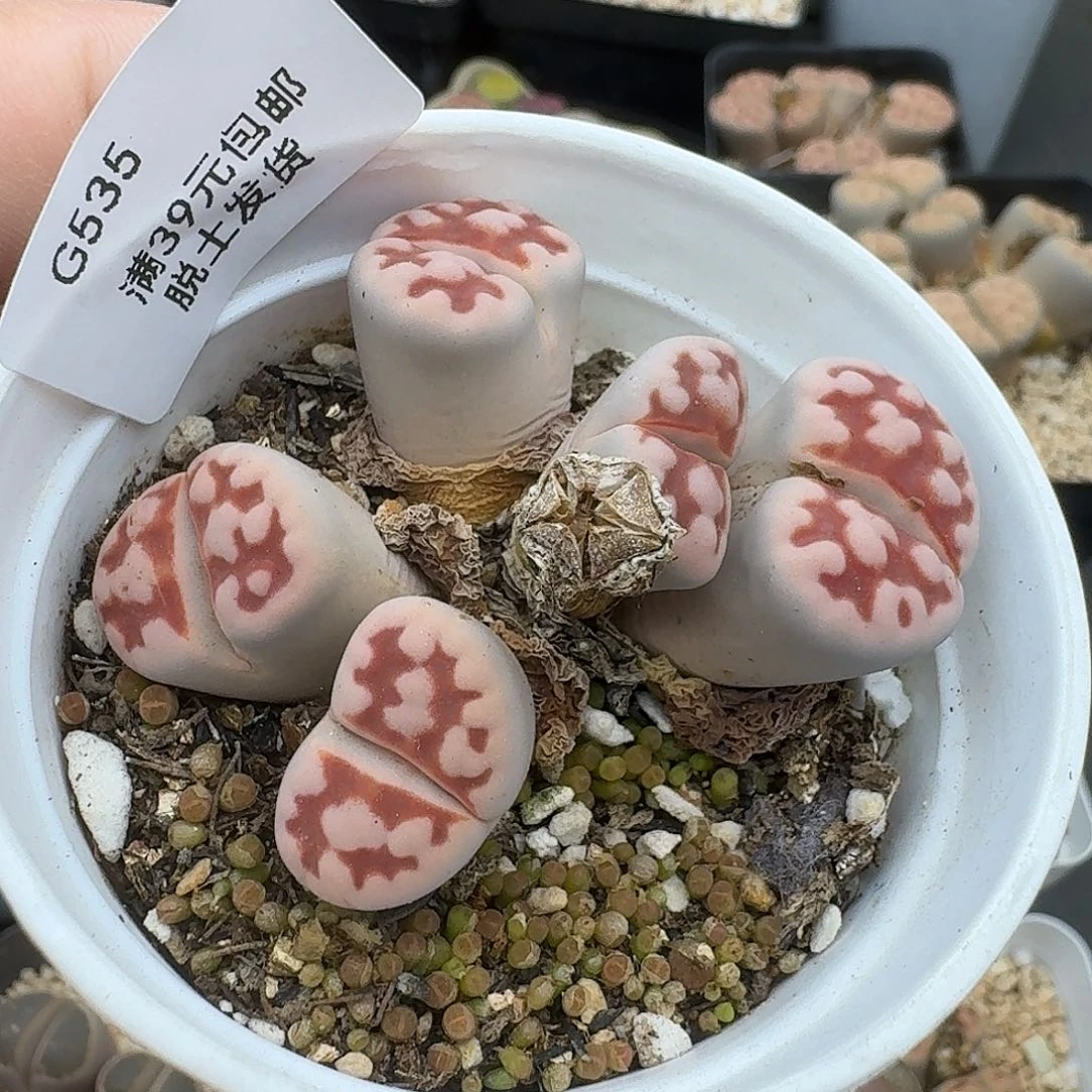 536哈哈哈哈哈哈哈哈哈