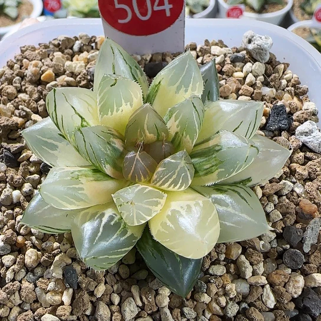 504号黑肌玉露锦一物一拍带盆土