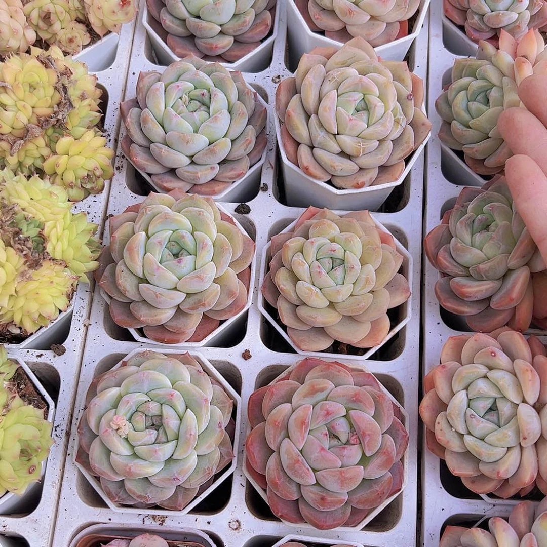 单头冰玉杂19包邮