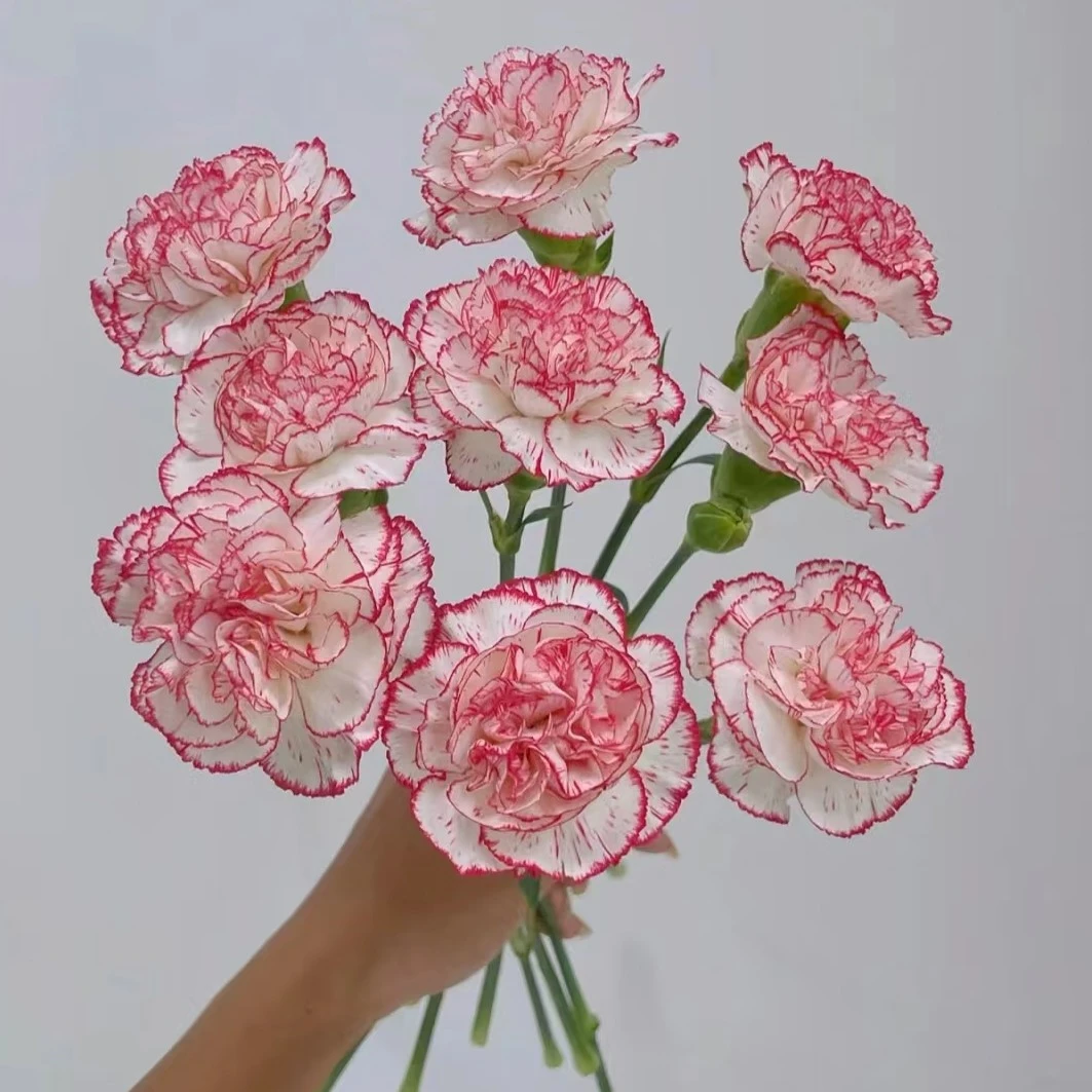 京东顺丰包邮，10朵优质精选伊人康乃馨/一朵也包售后！