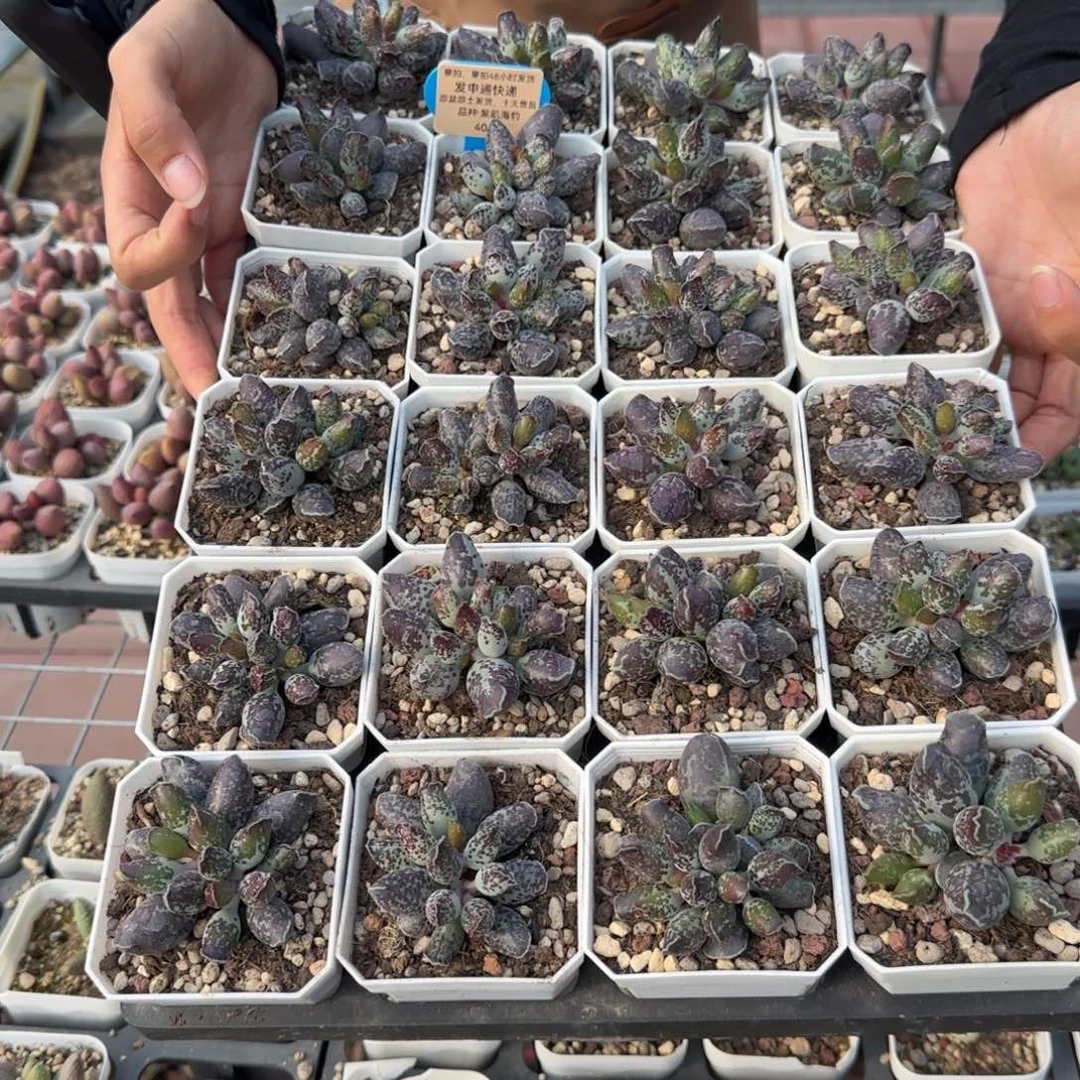 单颗紫肌海豹量拍链接