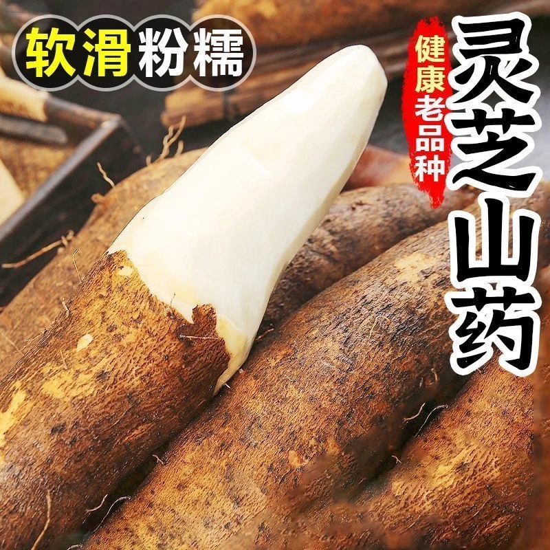 【大降价】云南灵芝山药新鲜现挖粉面软糯非铁棍怀山药产地包邮