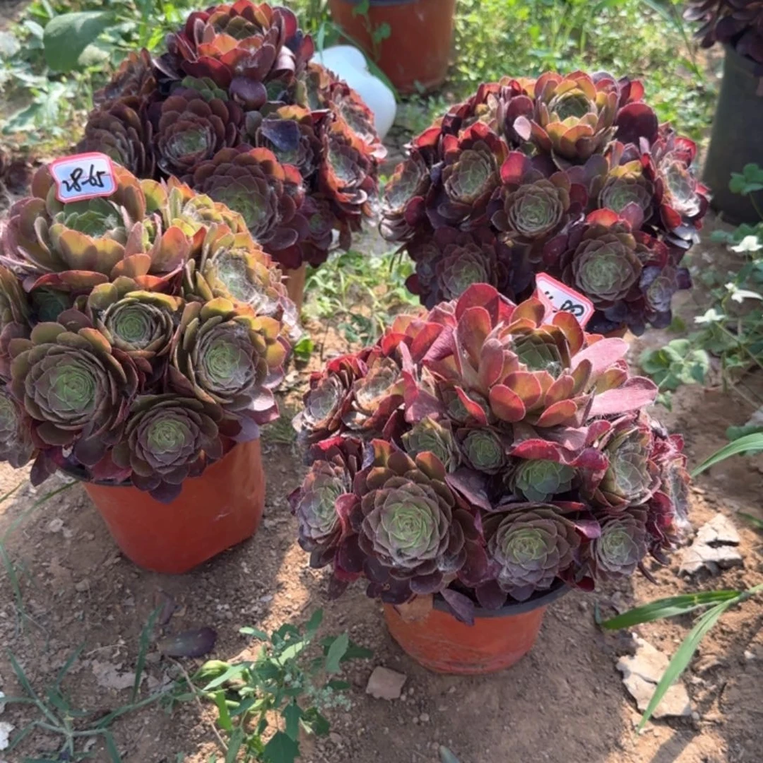 28-65万圣节小亮牌6.88多肉地理不包售后