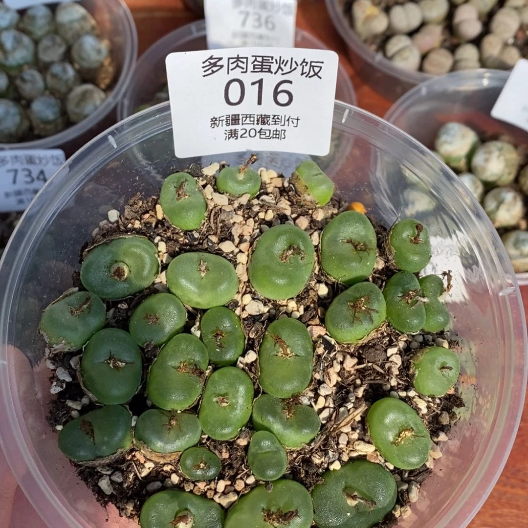 感谢您的支持，水晶鞋，016