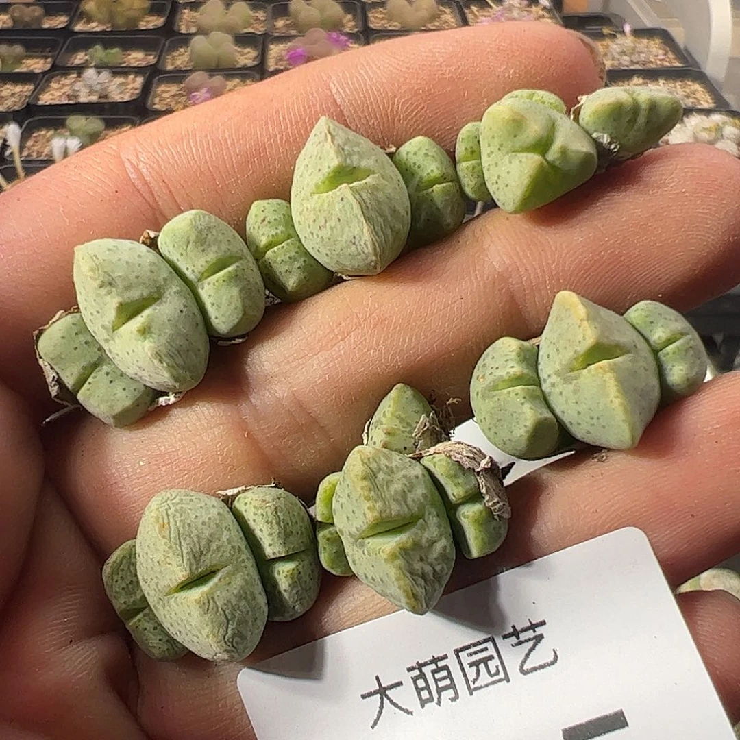 一物一拍。      545