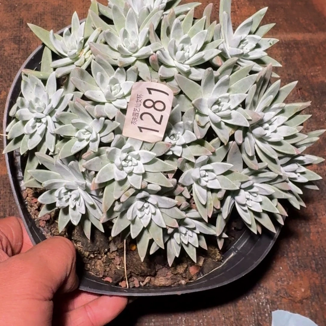 仙女杯多肉白菊杂泡芙