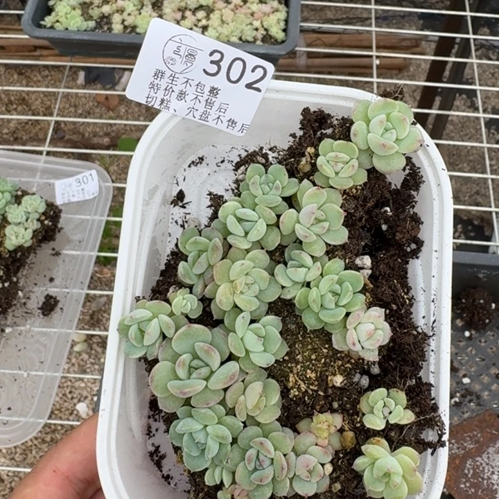 如图302号云霞切糕一份不售后