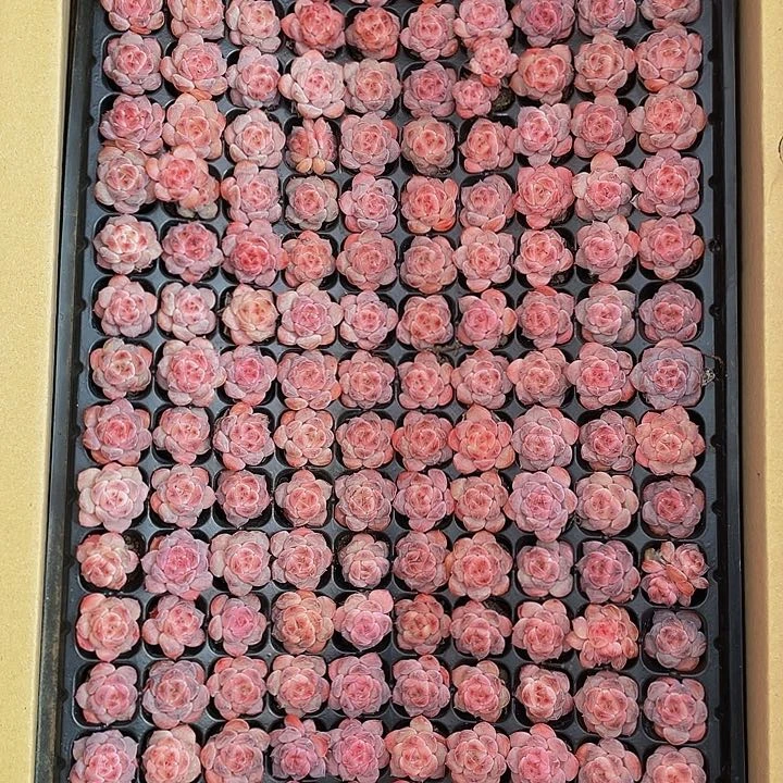 糖*200颗一组小红钻200颗