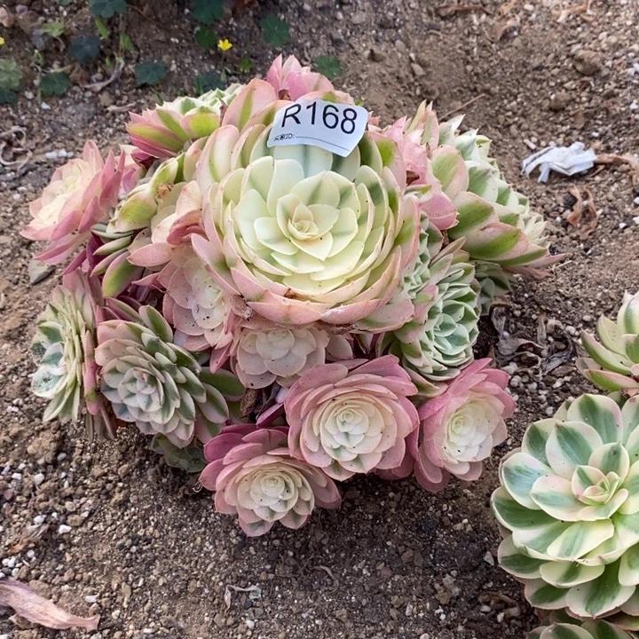 168倾城多肉植物法师