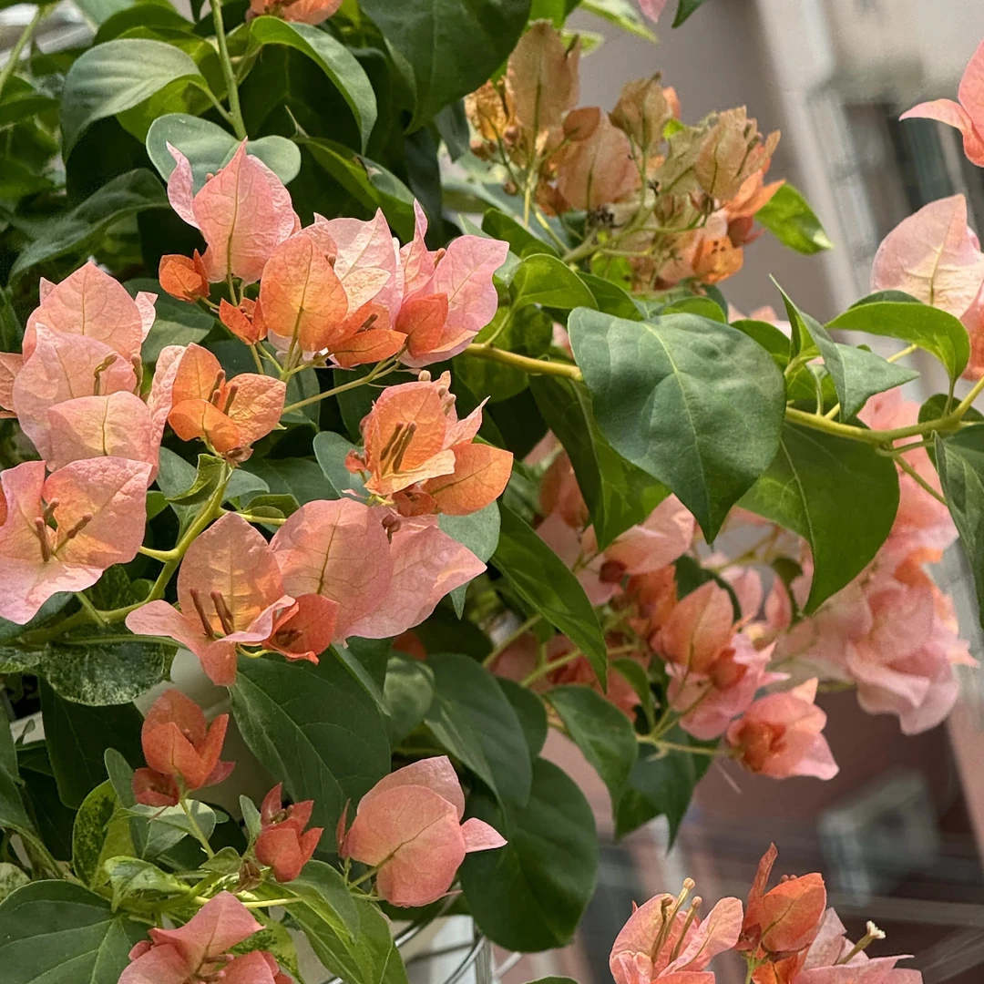 日落三角梅 原生（盆苗）