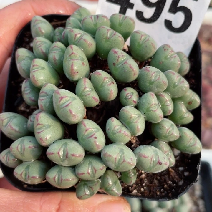 495口迪群带盆l l