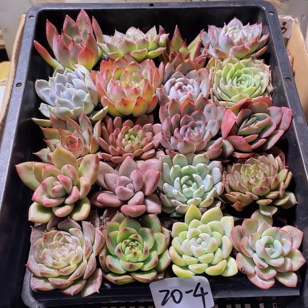 【闪购商品】20颗-4