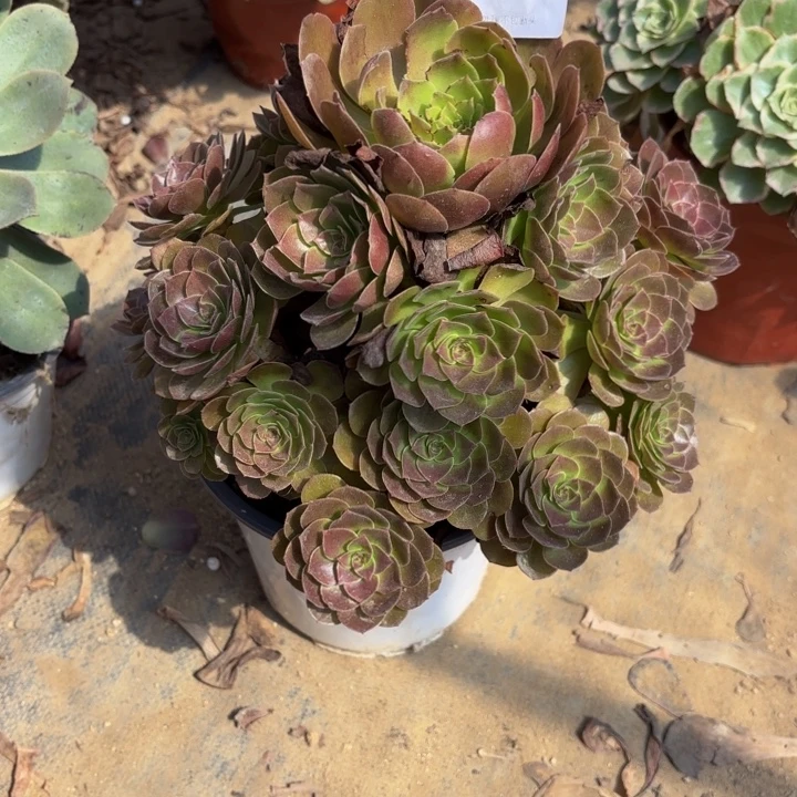 赤焰莲多肉处理不包断头3199