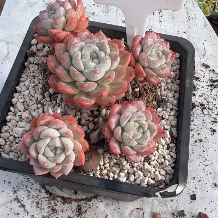 2235 00000000000000000