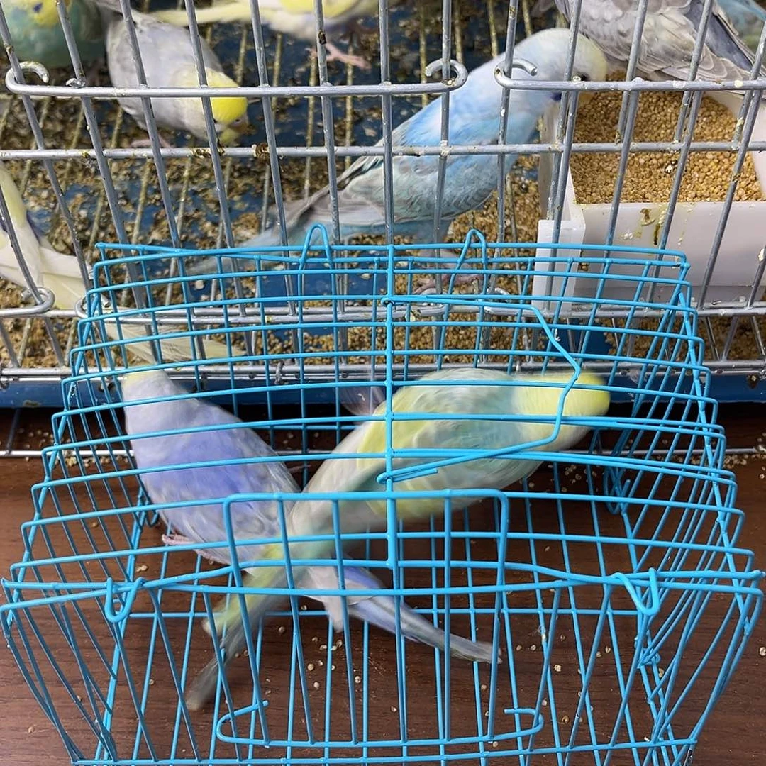 虎皮鹦鹉金彩鹦鹉