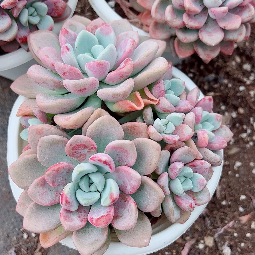 花斑鹿双头起发带崽