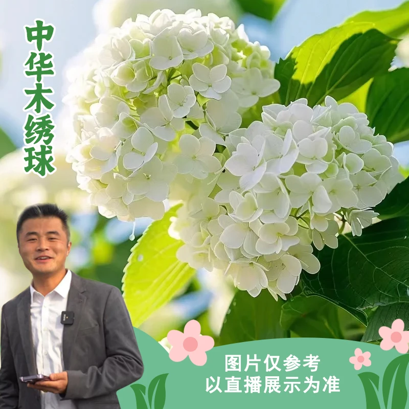 中华木绣球庭院阳台耐寒绿植盆景绣球花盆栽花开美观花卉