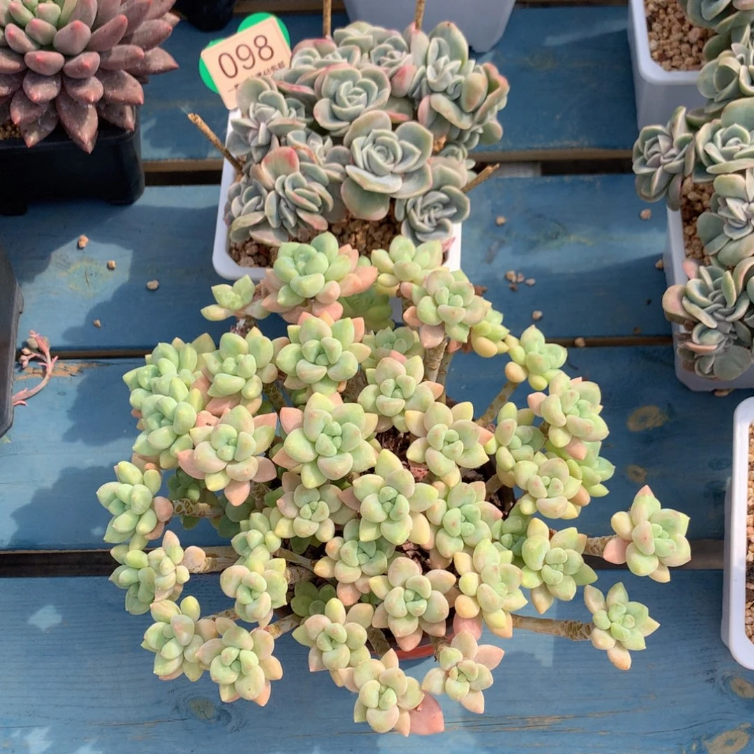 美***奶可爱玫瑰+奶酪蛋糕098