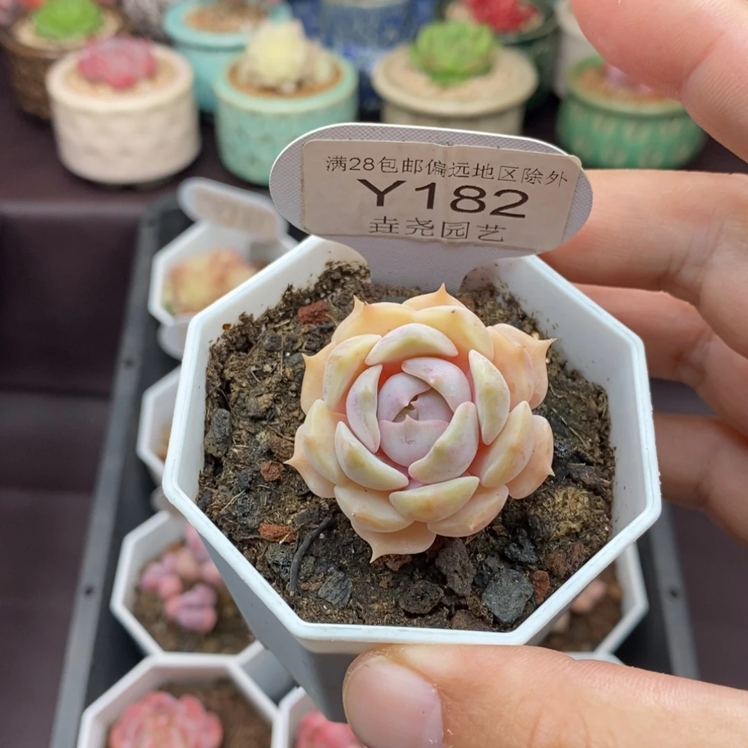 0182 露娜脸 3.5cm