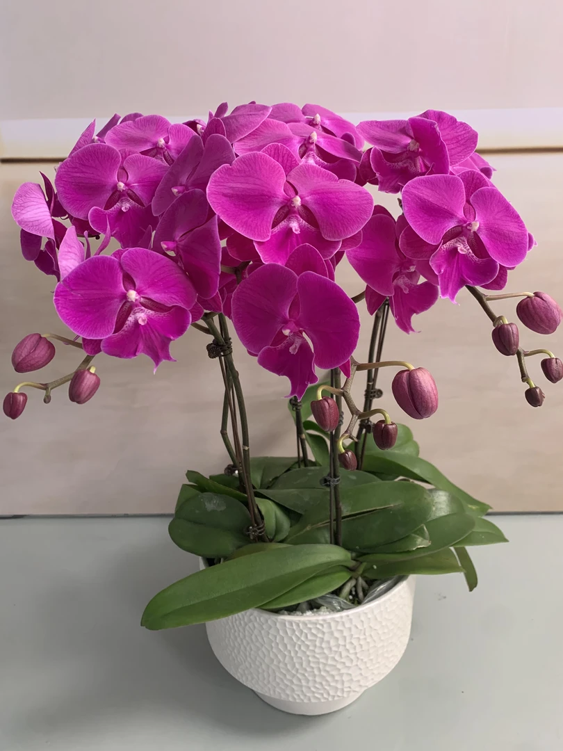 【红豆】蝴蝶兰盆栽带花苞花剑大苗客厅室内四季好养活植物花卉