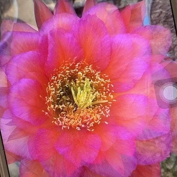 阿不力侧芽5公分左右毛花柱（20包邮）