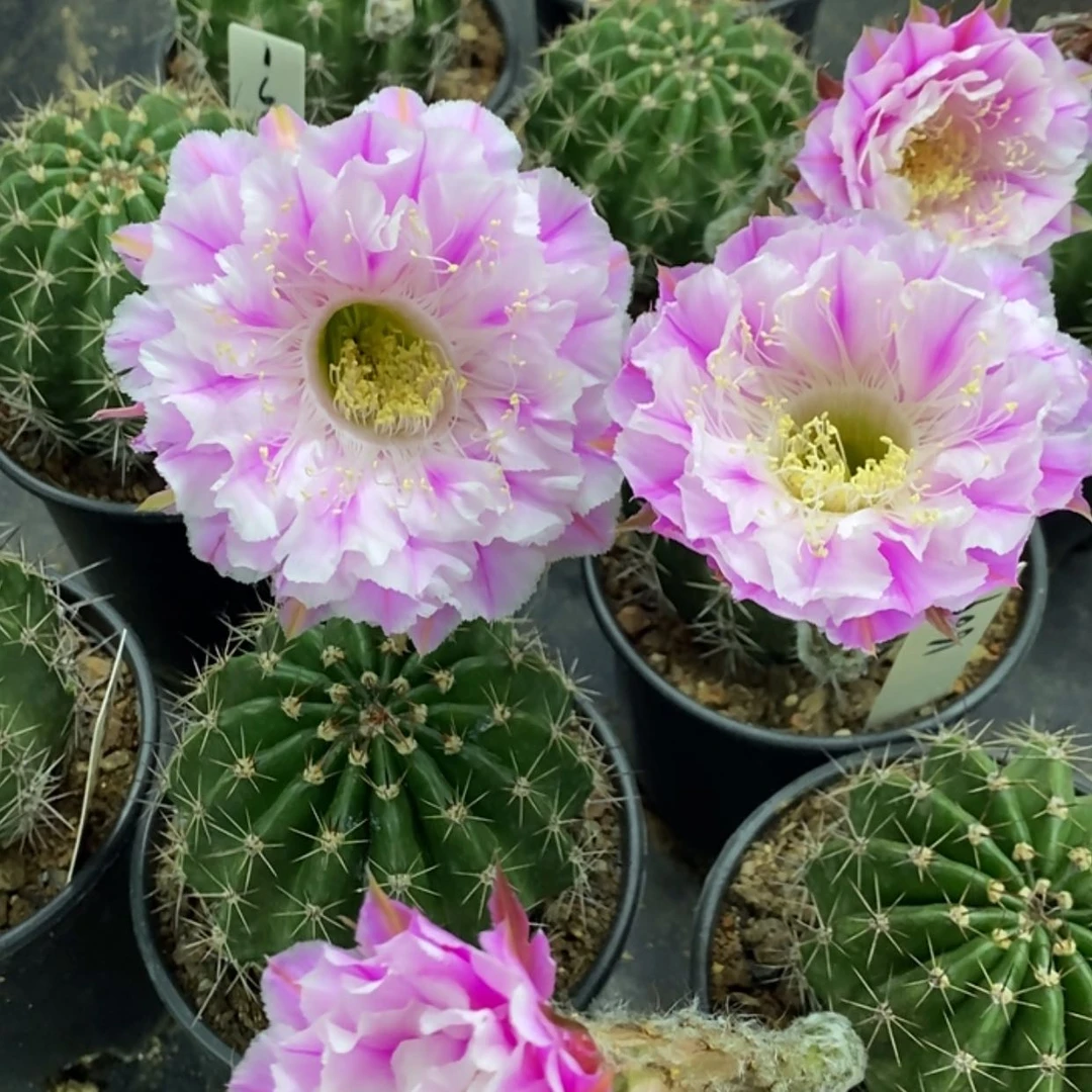 【闪购商品】1609彩草